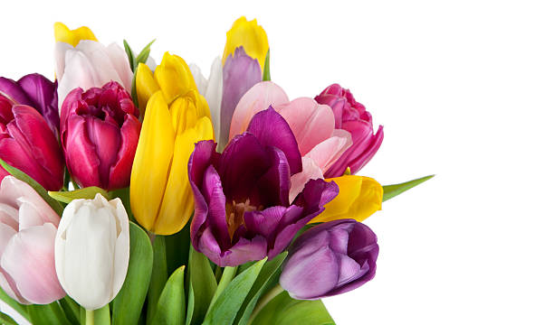 istock beautiful spring tulips flowers 166766632