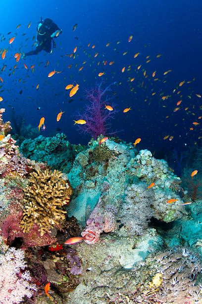 istock Scuba Diving at Coral Reef 166766976
