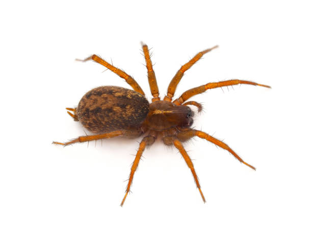 istock Mediterranean funnel weavers spider isolated on white background, Lycosoides coarctata 1667682791