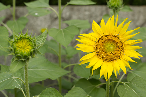 Sunflowers in midsummer.