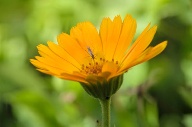 mosquito in a flower macro shoot