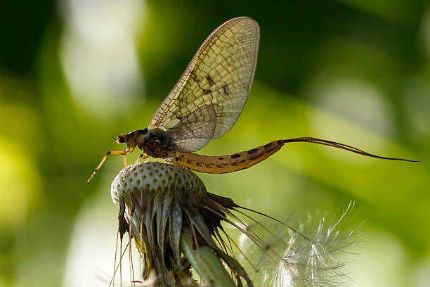 cachipolla dun - mayfly fly baetis fishing fotografías e imágenes de stock