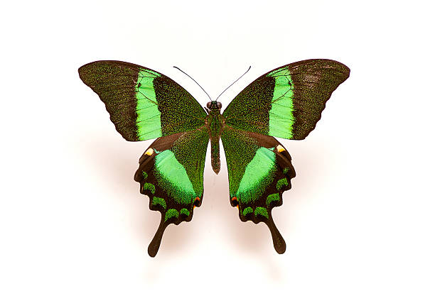 istock Green color butterfly Isolated on White 166769403
