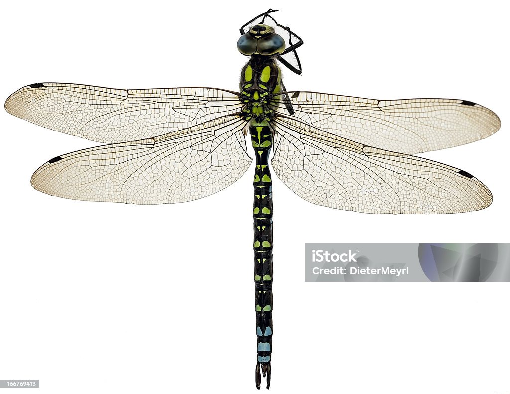 Ważka różnoskrzydła na białym tle - Zbiór zdjęć royalty-free (Południowy Sokolnik Dragonfly)