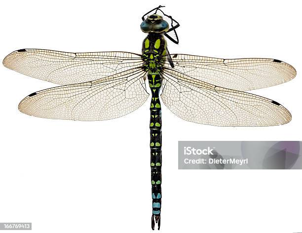 Ważka Różnoskrzydła Na Białym Tle - zdjęcia stockowe i więcej obrazów Południowy Sokolnik Dragonfly - Południowy Sokolnik Dragonfly, Neutralne tło, Ważka różnoskrzydła
