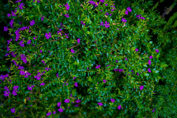 Perfect natural background of young honeysuckle leaves pattern after rain with shining water droplets. Trendy aqua toned backdrop for your design. Dark and moody feel. Top view. Copy space.