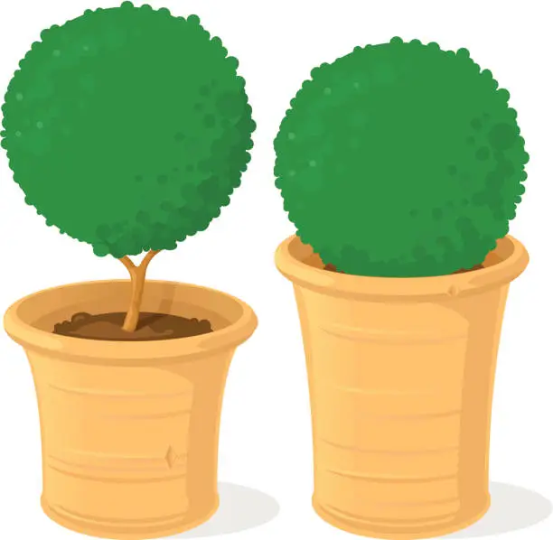 Vector illustration of Topiary Box Trees in Pots