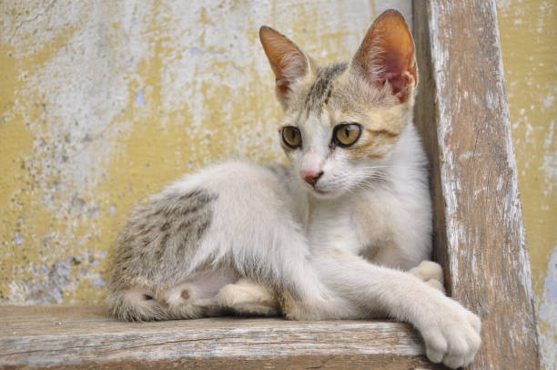 istock Curious Domestic Cat with Whiskers Exploring Animal Themes 1667703275
