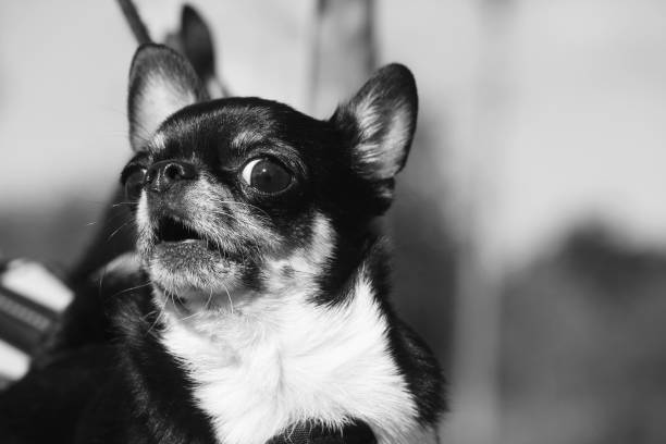 mini o chihuahua uivando em preto e branco - dog barking humor howling - fotografias e filmes do acervo