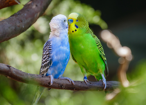 The budgerigar, also known as the common parakeet, shell parakeet or budgie, is a small, long-tailed, seed-eatin...