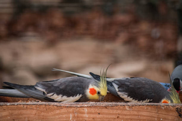 istock Parrot living in an animal sanctuary 1667726055