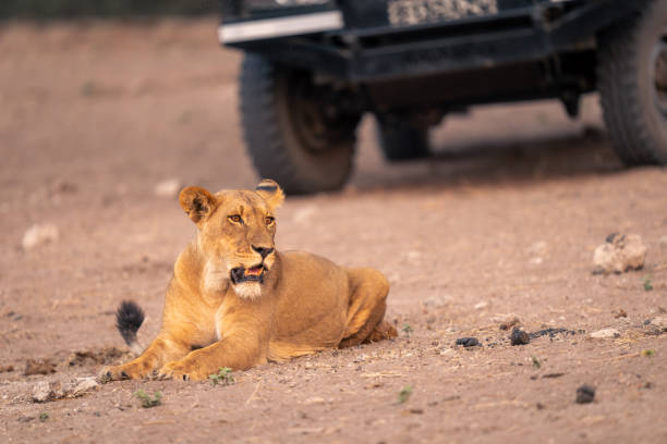 istock Lioness lies on sandy slope by 4x4 1667727140