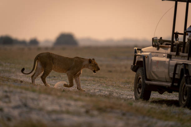 istock Lioness walks down grassy slope towards truck 1667728088