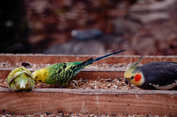 istock Parrot living in an animal sanctuary 1667728831