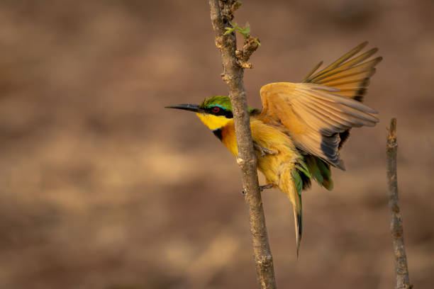 istock Little bee-eater shakes wings on thin branch 1667740713