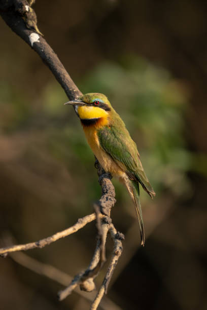 istock Little bee-eater watches camera from muddy branch 1667741228