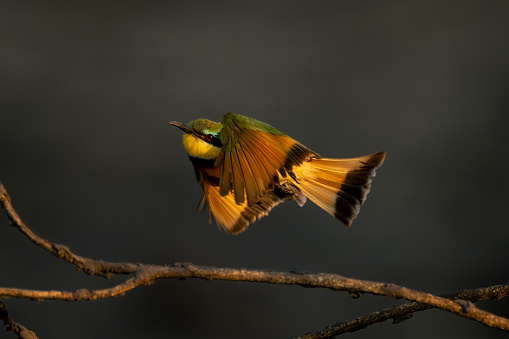 Little bee-eater with catchlight flies past branch