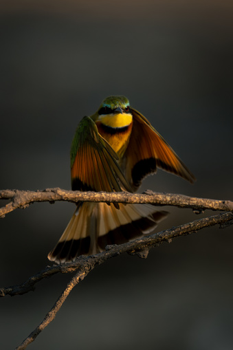 Little bee-eater with catchlight lands on twig