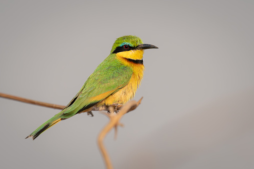 Little bee-eater with catchlight on slim branch