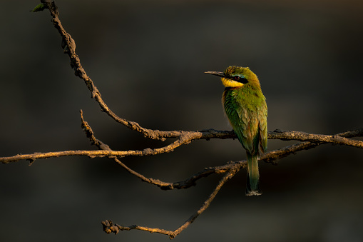 Little bee-eater with catchlight on muddy branch