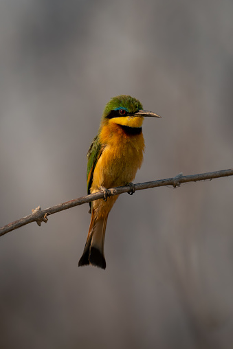 Little bee-eater with catchlight on dead branch