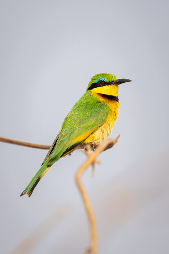 Little bee-eater with catchlight on twisted branch