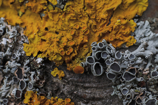 black and yellow mold fungus macro top view
