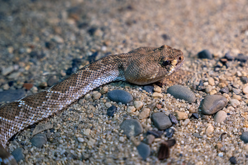 Rattlesnake close-up portrait