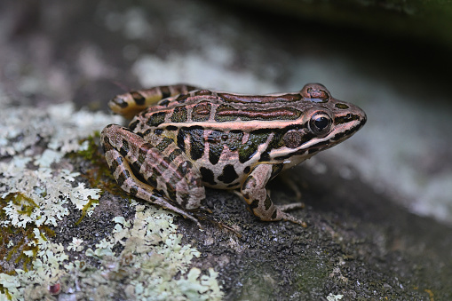 Pickerel frog (Lithobates palustris) on rock in New England stone wall, side view