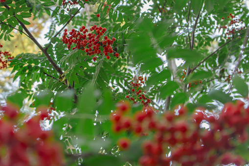 Rowan tree with berries. Autumn landscape. Rowan berries and green foliage. Forest landscape. Beauty in nature. Rowan seeds and leaves. Woodland background. Red berries in woods.