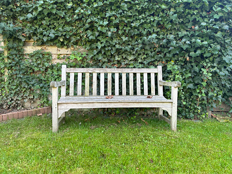 Relaxation area in the garden. Wooden bench on a green garden lawn, near a wall with climbing ivy