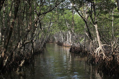 A Water Level View of the Mangrove Trail of the Everglades in Florida