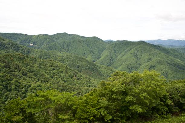 istock Green forest in the mountains. 1667791178