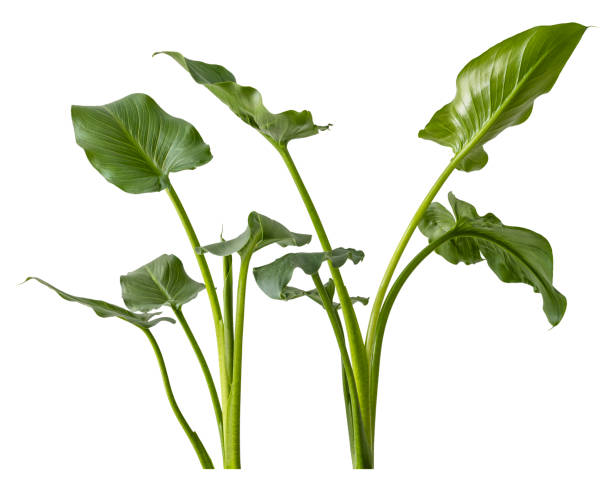 istock Zantedeschia Araceae green leaves on white background 1667796083
