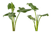 Zantedeschia Araceae green leaves on white background