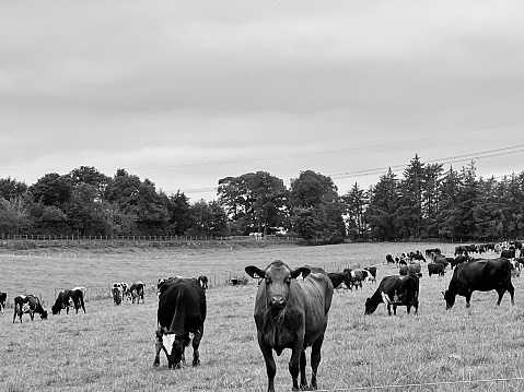 Cows gazing in grassland, South Dakota, USA