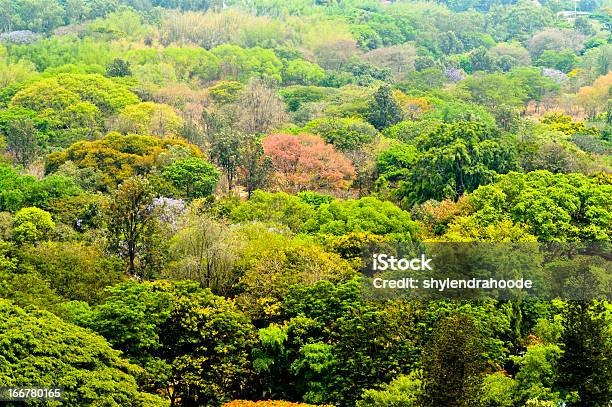 Foto de Árvores De Bangalore e mais fotos de stock de Bangalore - Bangalore, Flora, Fotografia - Imagem