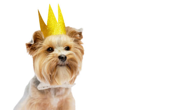 istock Small dog with cute expression, wearing gold crown. 1667802010
