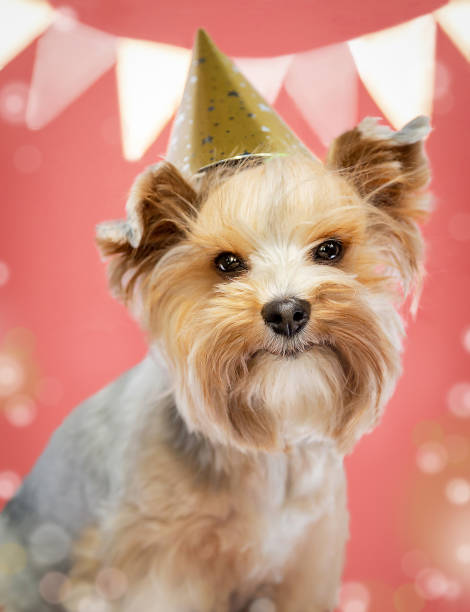 istock Small dog with cute expression wearing party hat. 1667802011
