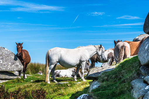 Wild horses in Cornwall, England on the Rough Tor on Bodmin Moor. Rough Tor or Roughtor is a tor on Bodmin Moor, Cornwall, England, and is Cornwall's second highest point. Copy space.