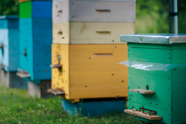 istock Different hives in the apiary. Single and multiple hives. Green single body hive and returning bees 1667818716