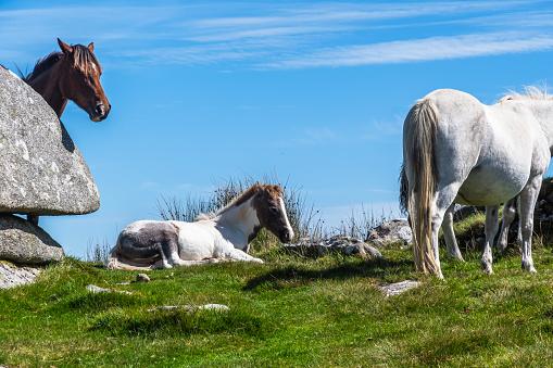 Wild horses in Cornwall, England on the Rough Tor on Bodmin Moor. Rough Tor or Roughtor is a tor on Bodmin Moor, Cornwall, England, and is Cornwall's second highest point.