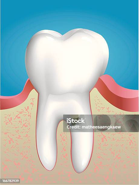 Zahn Anatomie Stock Vektor Art und mehr Bilder von ClipArt - ClipArt, Zahnfleisch, Anatomie