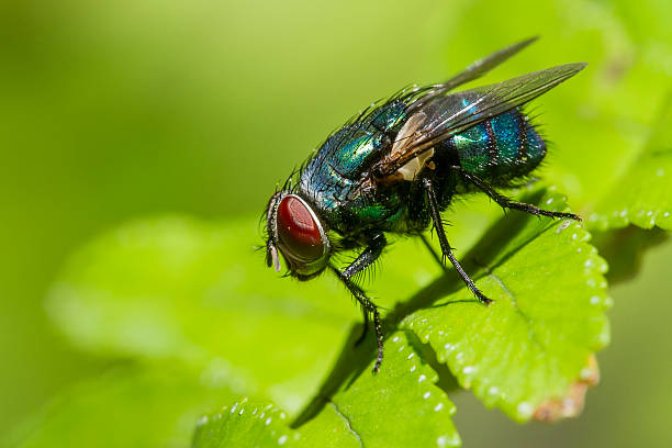 housefly stock photo