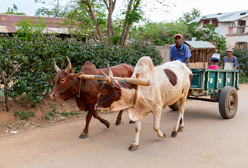 Miandrivazo, Madagascar - November 1. 2022: A zebu-drawn cart makes its way through the streets, adding to the local charm of this remote Malagasy town.