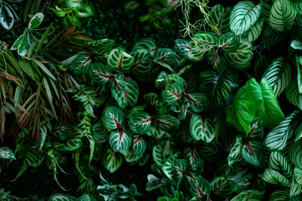istock abstract green leaf texture, tropical leaf foliage nature dark green background 1667846419