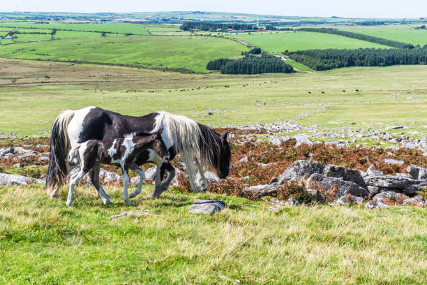 istock Wild horses on Bodmin Moor in Cornwall, England 1667850075