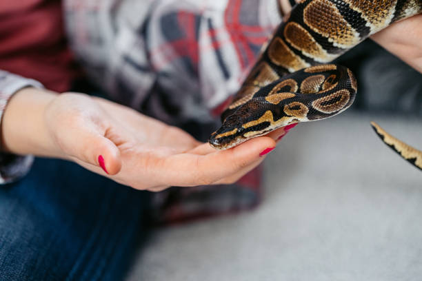 istock Young Woman Holding Her Pet Ball Python At Home 1667851953