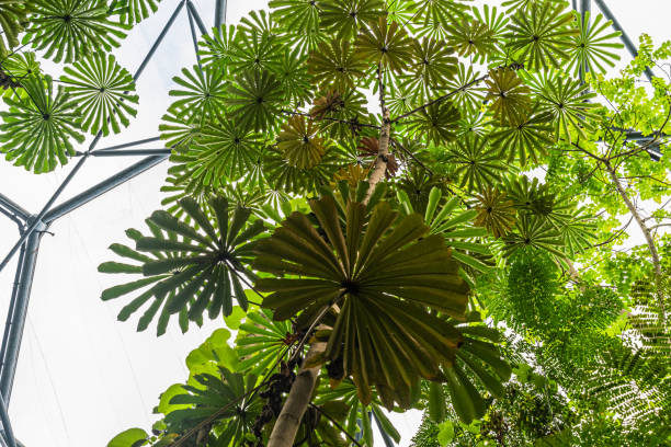 Large rainforest plant cecropia tree taken from below Large rainforest plant cecropia tree taken from below peltata stock pictures, royalty-free photos & images