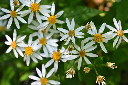 White wood asters (Eurybia divaricata) in dappled light at forest edge in New England, late summer. A wildflower, this is an abundant and important pollinating plant loved by bees, butterflies and people.